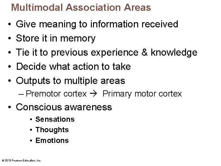 Multimodal Association Areas • • • Give meaning to information received Store it in