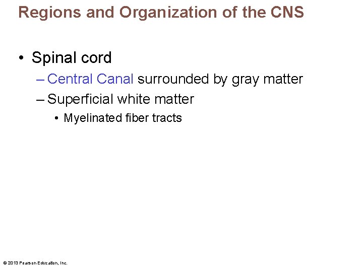 Regions and Organization of the CNS • Spinal cord – Central Canal surrounded by