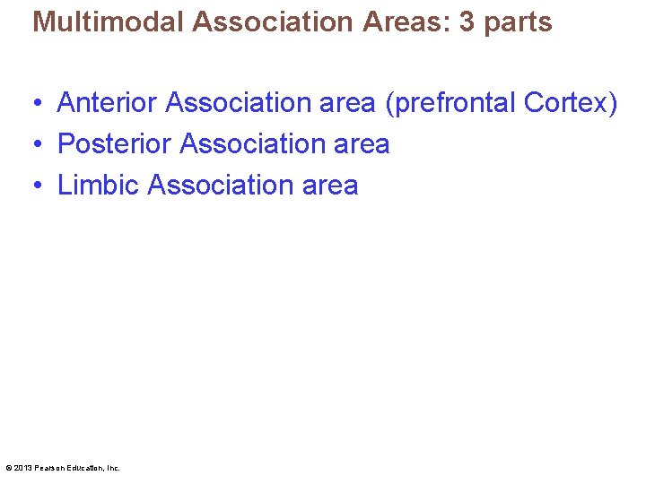 Multimodal Association Areas: 3 parts • Anterior Association area (prefrontal Cortex) • Posterior Association