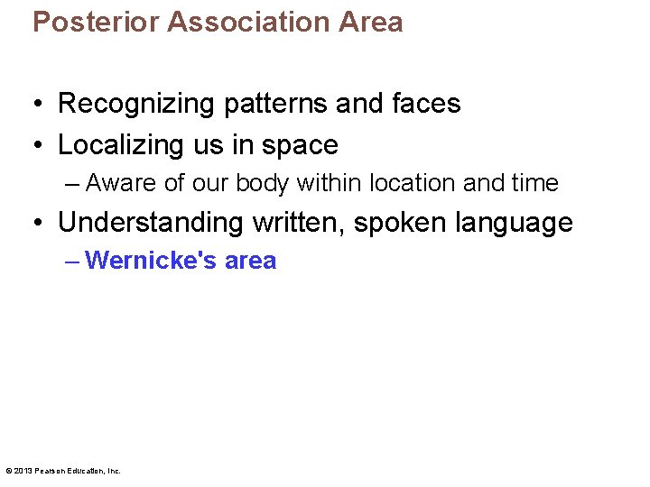 Posterior Association Area • Recognizing patterns and faces • Localizing us in space –