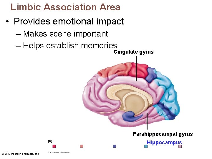 Limbic Association Area • Provides emotional impact – Makes scene important – Helps establish