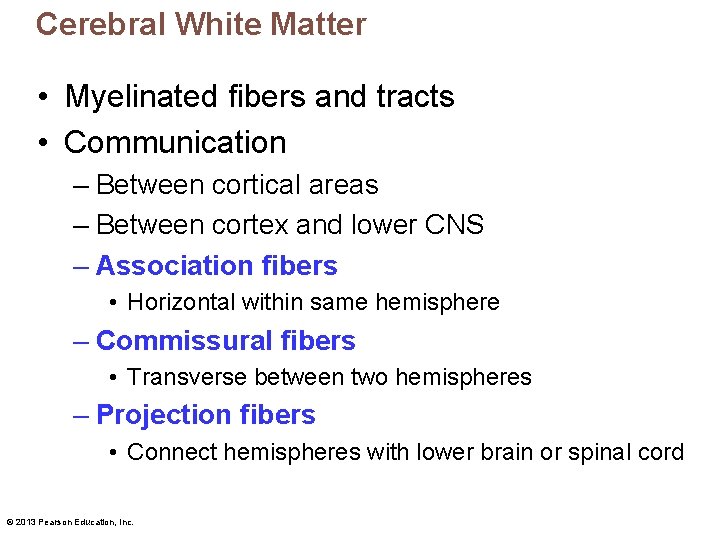 Cerebral White Matter • Myelinated fibers and tracts • Communication – Between cortical areas