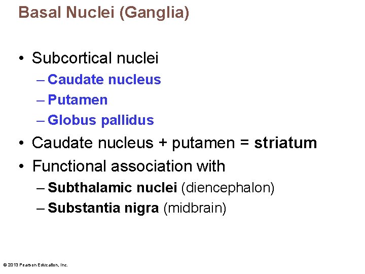 Basal Nuclei (Ganglia) • Subcortical nuclei – Caudate nucleus – Putamen – Globus pallidus