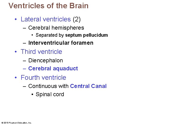 Ventricles of the Brain • Lateral ventricles (2) – Cerebral hemispheres • Separated by