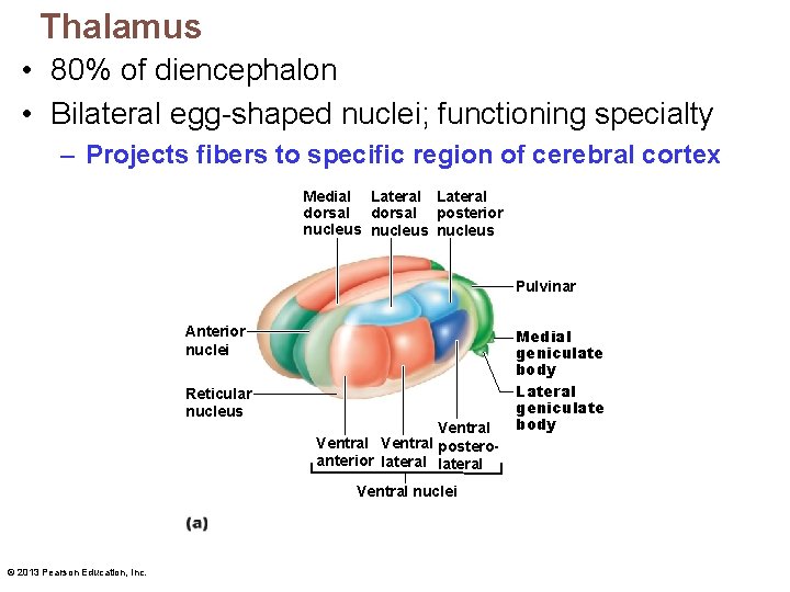 Thalamus • 80% of diencephalon • Bilateral egg-shaped nuclei; functioning specialty – Projects fibers