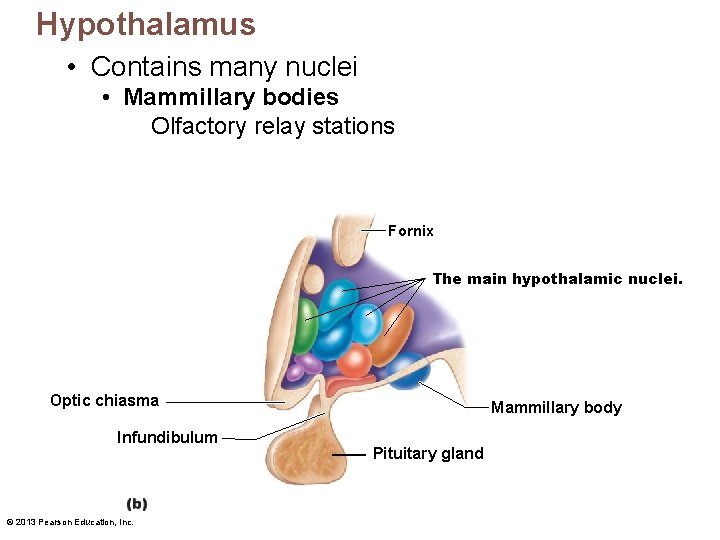 Hypothalamus • Contains many nuclei • Mammillary bodies Olfactory relay stations Fornix The main