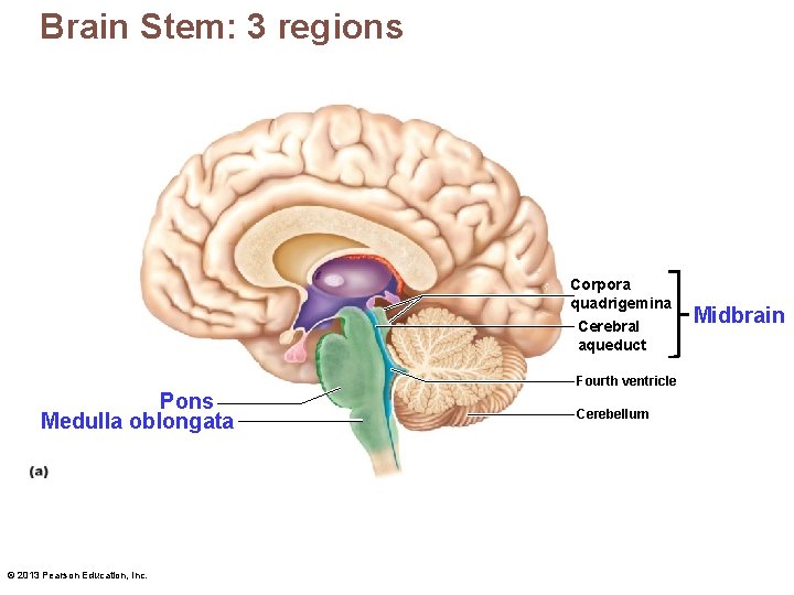 Brain Stem: 3 regions Corpora quadrigemina Cerebral aqueduct Fourth ventricle Pons Medulla oblongata ©