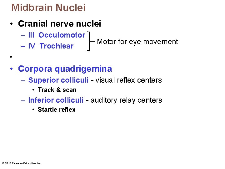 Midbrain Nuclei • Cranial nerve nuclei – III Occulomotor – IV Trochlear Motor for