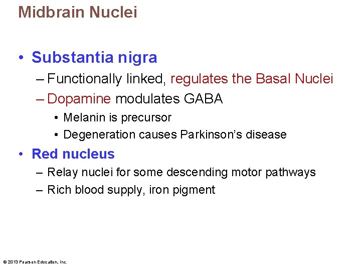 Midbrain Nuclei • Substantia nigra – Functionally linked, regulates the Basal Nuclei – Dopamine
