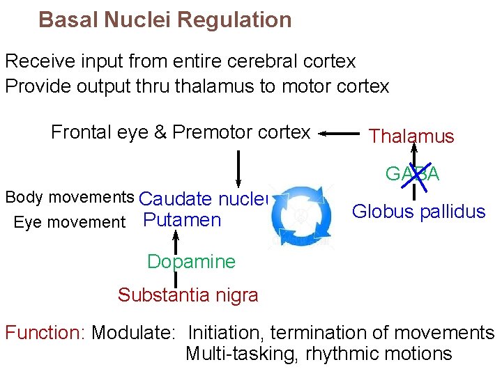 Basal Nuclei Regulation Receive input from entire cerebral cortex Provide output thru thalamus to