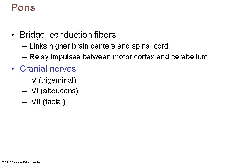 Pons • Bridge, conduction fibers – Links higher brain centers and spinal cord –