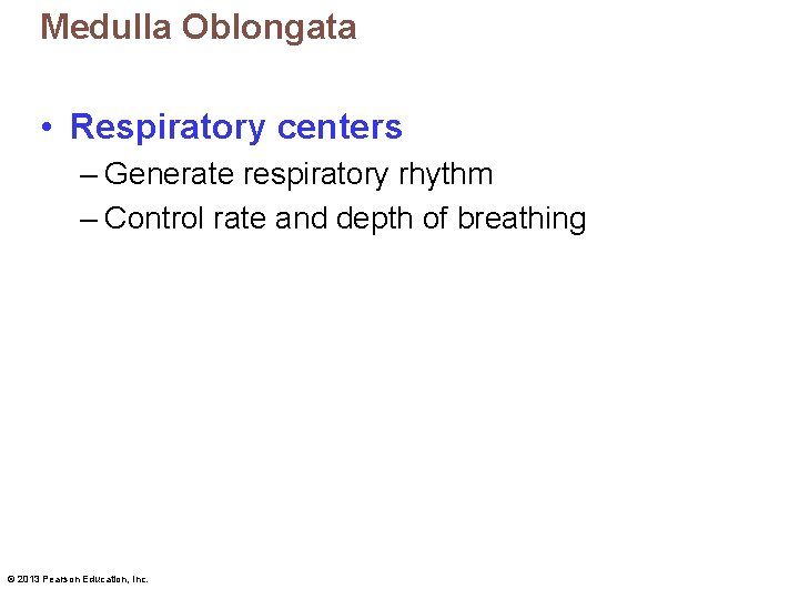 Medulla Oblongata • Respiratory centers – Generate respiratory rhythm – Control rate and depth