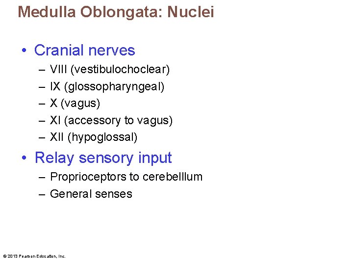 Medulla Oblongata: Nuclei • Cranial nerves – – – VIII (vestibulochoclear) IX (glossopharyngeal) X