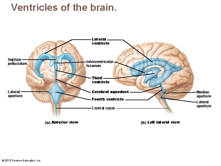 Ventricles of the brain. Lateral ventricle Septum pellucidum Interventricular foramen Third ventricle Cerebral aqueduct