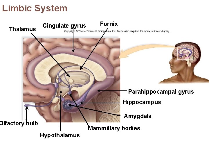 Limbic System Thalamus Cingulate gyrus Fornix Parahippocampal gyrus Hippocampus Amygdala Olfactory bulb Mammillary bodies