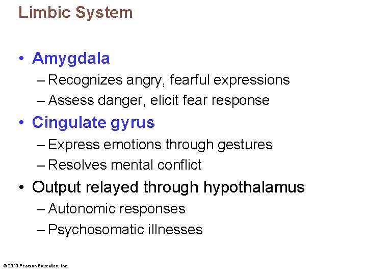 Limbic System • Amygdala – Recognizes angry, fearful expressions – Assess danger, elicit fear