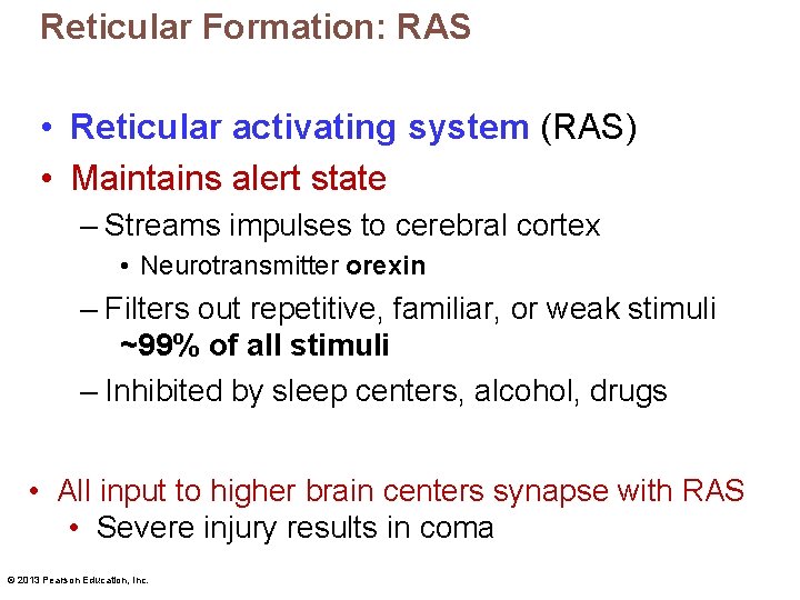 Reticular Formation: RAS • Reticular activating system (RAS) • Maintains alert state – Streams