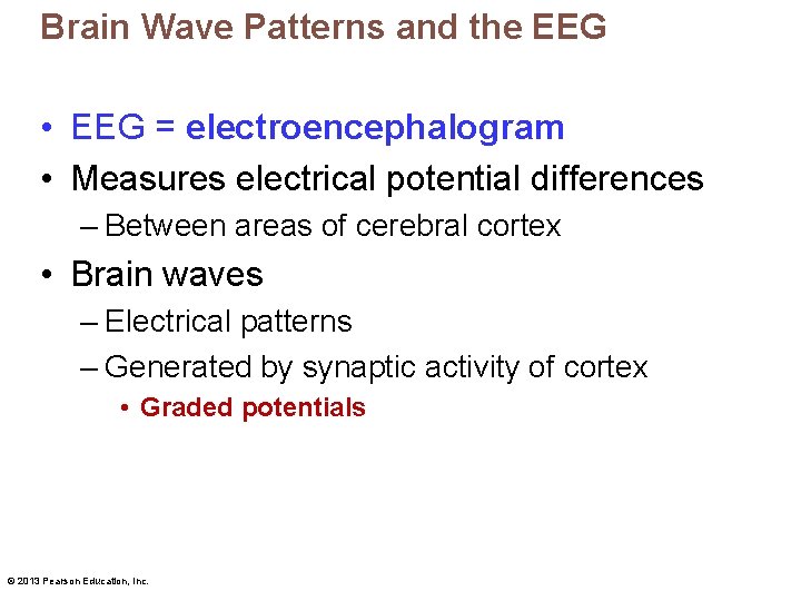 Brain Wave Patterns and the EEG • EEG = electroencephalogram • Measures electrical potential