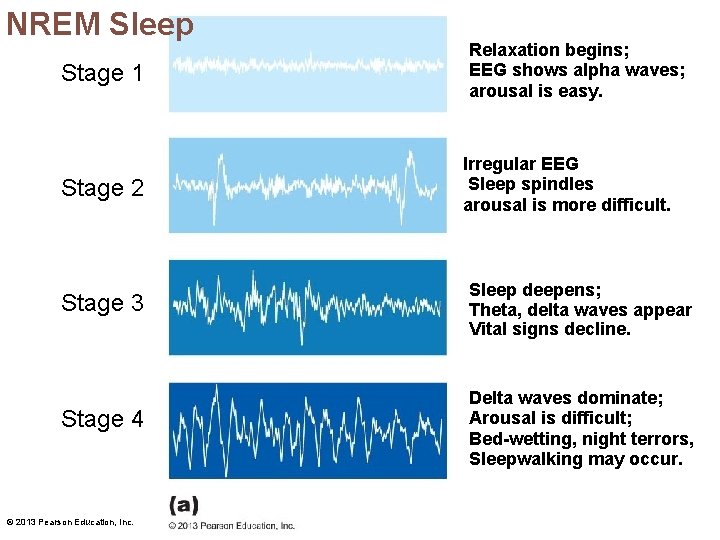 NREM Sleep Stage 1 Stage 2 Stage 3 Stage 4 © 2013 Pearson Education,