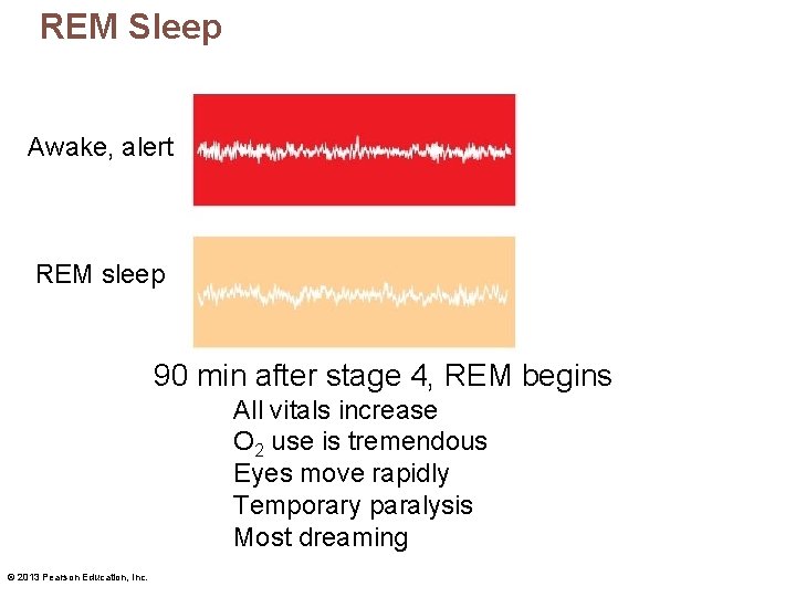 REM Sleep Awake, alert REM sleep 90 min after stage 4, REM begins All