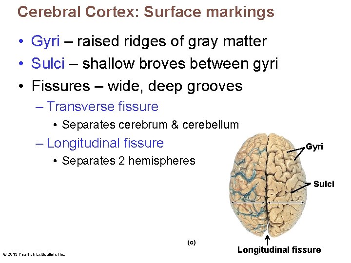 Cerebral Cortex: Surface markings • Gyri – raised ridges of gray matter • Sulci