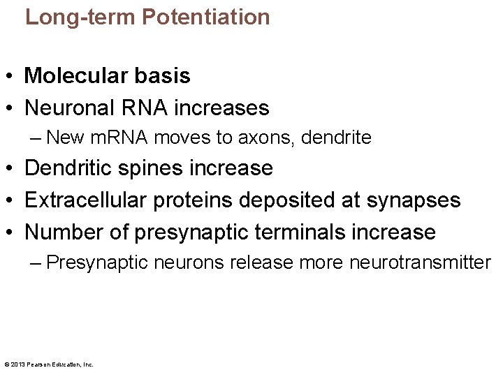 Long-term Potentiation • Molecular basis • Neuronal RNA increases – New m. RNA moves