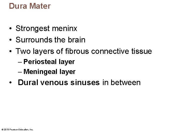 Dura Mater • Strongest meninx • Surrounds the brain • Two layers of fibrous