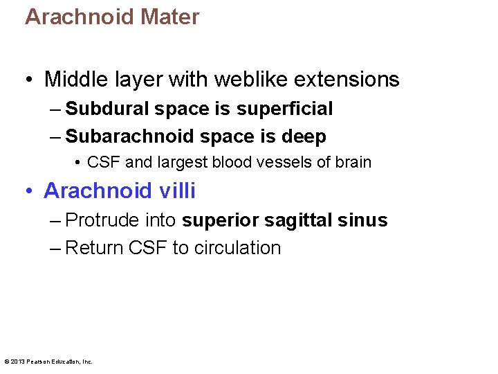 Arachnoid Mater • Middle layer with weblike extensions – Subdural space is superficial –