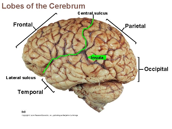Lobes of the Cerebrum Central sulcus Frontal Parietal Insula Occipital Lateral sulcus Temporal 