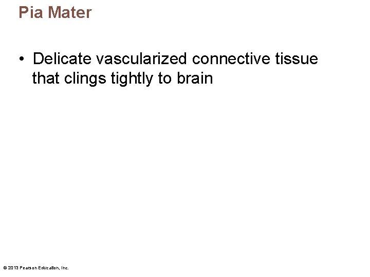 Pia Mater • Delicate vascularized connective tissue that clings tightly to brain © 2013