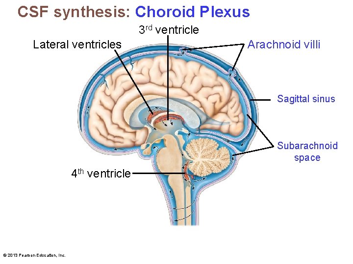 CSF synthesis: Choroid Plexus 3 rd ventricle Lateral ventricles Arachnoid villi Sagittal sinus Subarachnoid