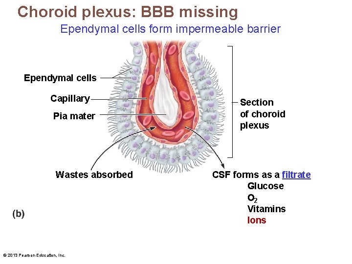 Choroid plexus: BBB missing Ependymal cells form impermeable barrier Ependymal cells Capillary Pia mater