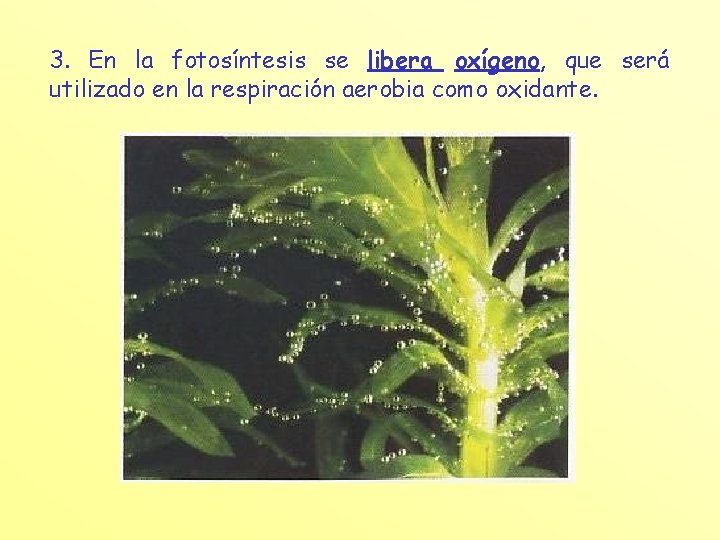 3. En la fotosíntesis se libera oxígeno, que será utilizado en la respiración aerobia