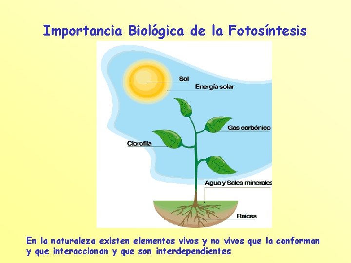 Importancia Biológica de la Fotosíntesis En la naturaleza existen elementos vivos y no vivos