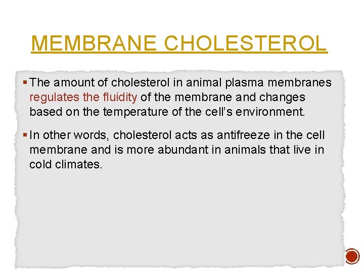 MEMBRANE CHOLESTEROL § The amount of cholesterol in animal plasma membranes regulates the fluidity