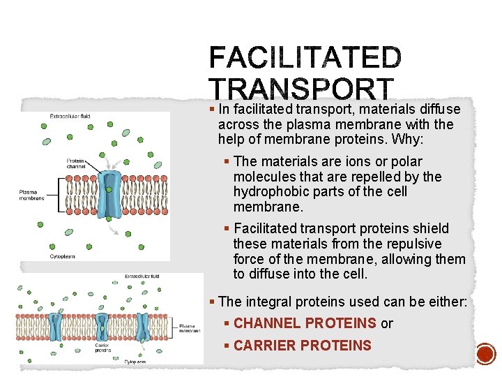 § In facilitated transport, materials diffuse across the plasma membrane with the help of