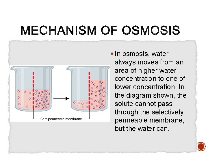 § In osmosis, water always moves from an area of higher water concentration to