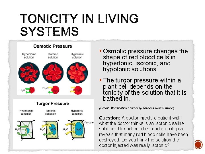 § Osmotic pressure changes the shape of red blood cells in hypertonic, isotonic, and