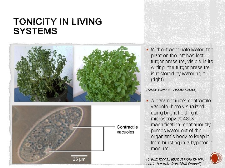 § Without adequate water, the plant on the left has lost turgor pressure, visible