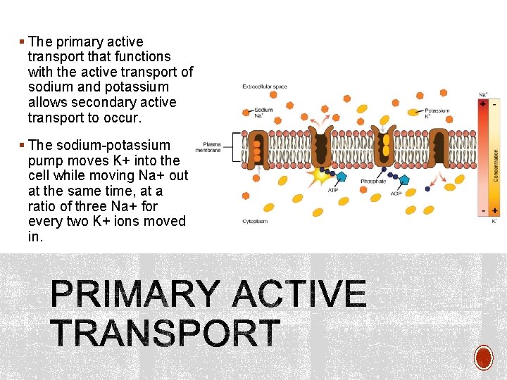 § The primary active transport that functions with the active transport of sodium and