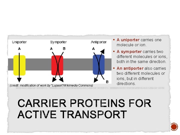 § A uniporter carries one molecule or ion. § A symporter carries two different