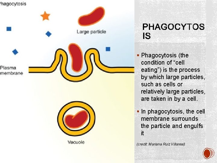 § Phagocytosis (the condition of “cell eating”) is the process by which large particles,