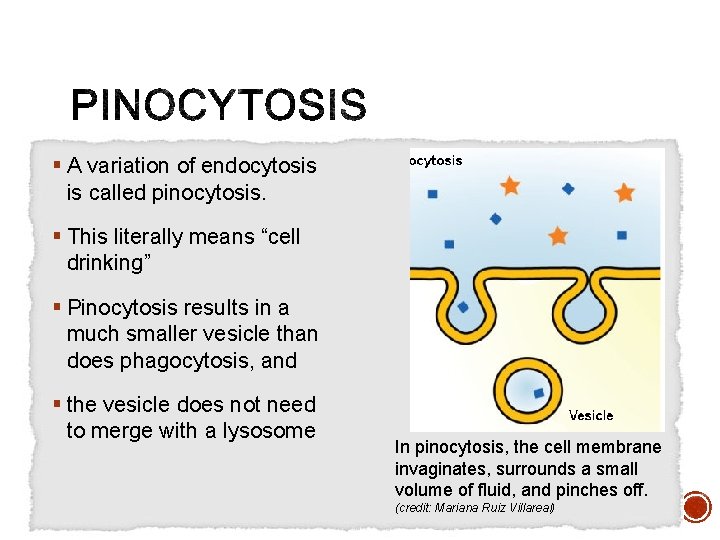§ A variation of endocytosis is called pinocytosis. § This literally means “cell drinking”