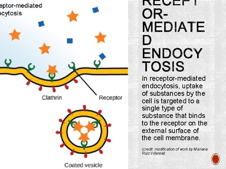 In receptor-mediated endocytosis, uptake of substances by the cell is targeted to a single