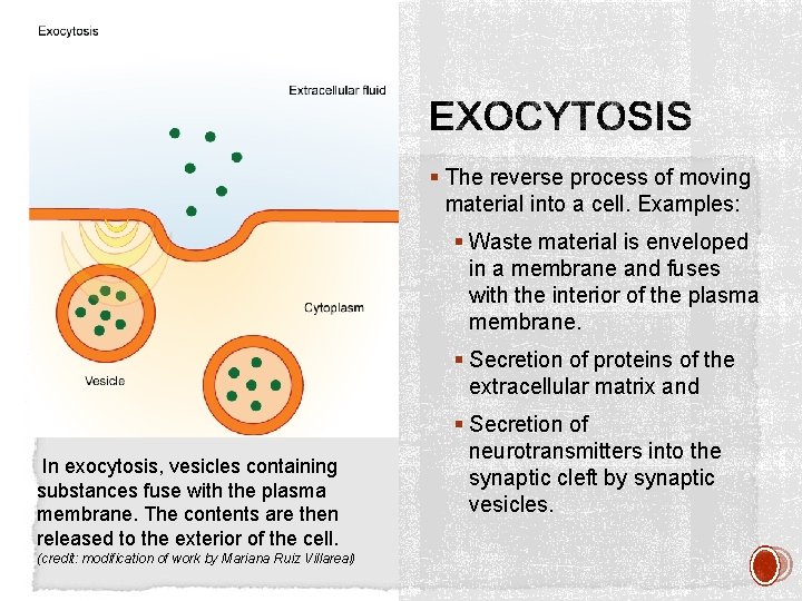 § The reverse process of moving material into a cell. Examples: § Waste material