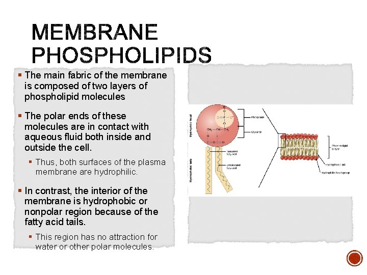 § The main fabric of the membrane is composed of two layers of phospholipid