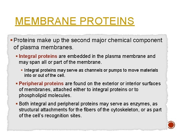 MEMBRANE PROTEINS § Proteins make up the second major chemical component of plasma membranes.
