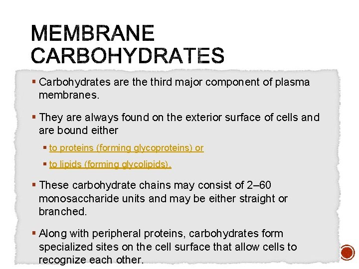 § Carbohydrates are third major component of plasma membranes. § They are always found