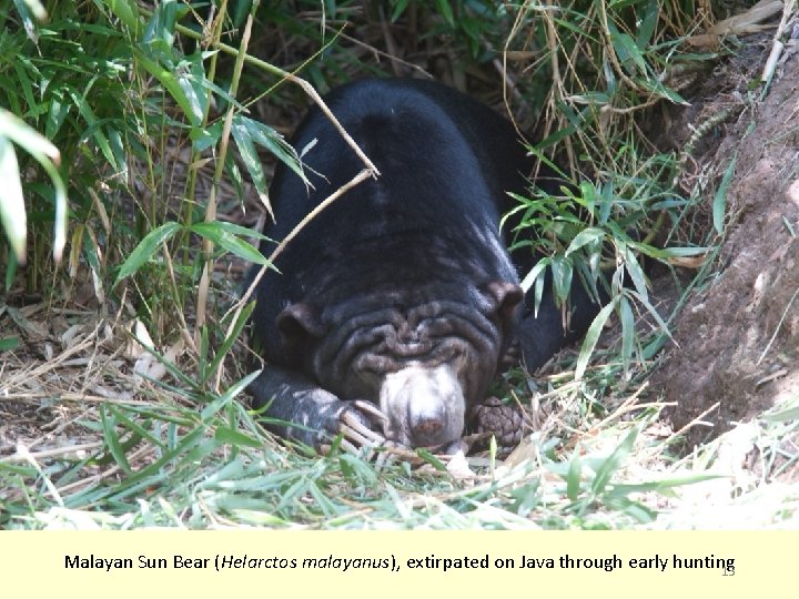 Malayan Sun Bear (Helarctos malayanus), extirpated on Java through early hunting 13 
