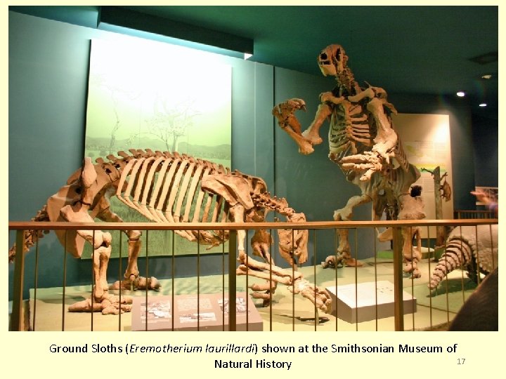 Ground Sloths (Eremotherium laurillardi) shown at the Smithsonian Museum of 17 Natural History 